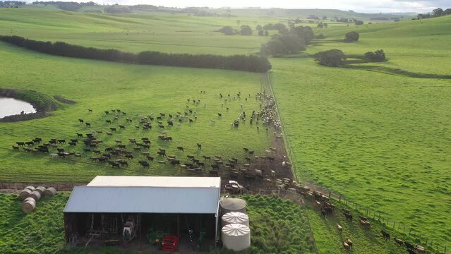 aerial drone footage of herding cows and calves grazing on grass in a field, in Australia. breeds of cattle include speckle park, murray grey, angus, brangus and wagyu on long pastures in spring