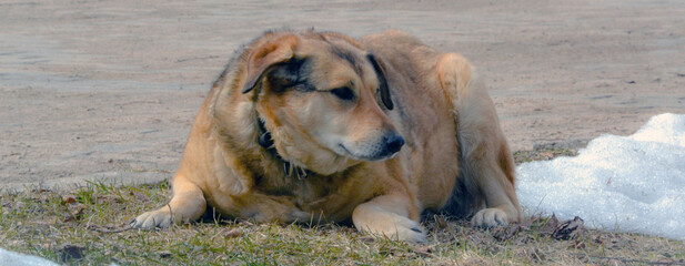A lonely old fat red dog lies on a dry thaw patch among the snow