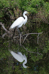 Perched on a branch with its reflection in the water's surface, a Great Egret shows it mating season colors and plumage.