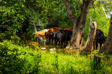 Fototapeta na wymiar cows in the woods, wildlife