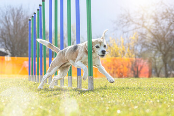 Agility with small dogs: A beagle hound mastering agility slalom