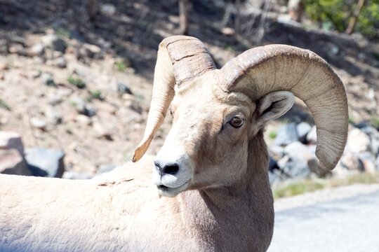 close up of a mountain goat