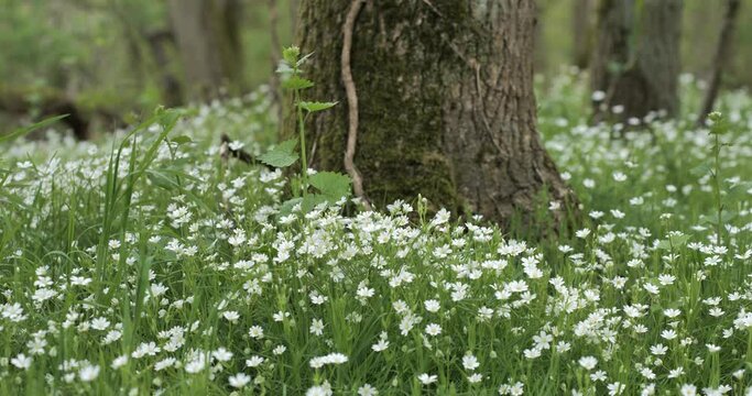 Fleurs blanches printanières dans une forêt 