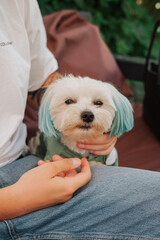 dog sitting in clothes