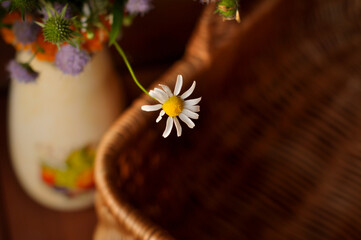 daisy in a vase