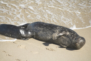 mother and baby seal
