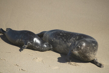 Breast feeding Seal
