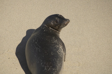 seal on the beach