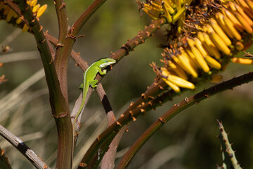 Lizard on tree