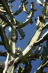 Cactus to the Sky 