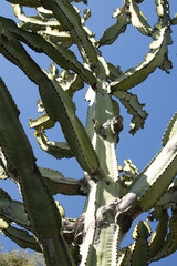 cactus in desert