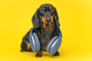 Adorable puppy dachshund is wearing big blue headphones around his neck to listen to music or a...