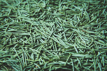 Christmas needles. Many fallen needles from the Christmas tree.
