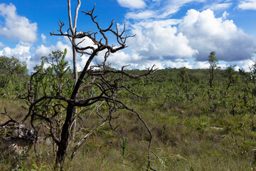 Brazilian Cerrado in Chapada dos Veadeiros National Park in Alto Paraiso de Goias.