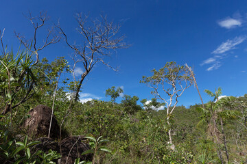 Brazilian Cerrado in Chapada dos Veadeiros National Park in Alto Paraiso de Goias.