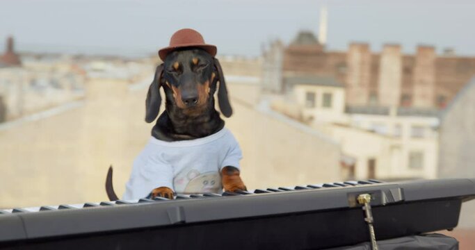 Cute dachshund dog in t-shirt and hat plays contemporary synthesizer keyboard performing on building roof AT music concert at the sunset