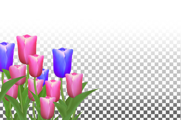 beautiful tulips on transparent background eps.10
