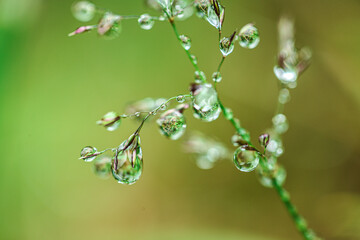 drops on plants. Beautiful herbal background.Water drops on the stalks of the field grass.Natural plant texture in green natural tones.field after rain. Spring nature.Silhouettes of plants.