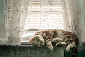 A cute striped cat lies on the window in the bathroom.
