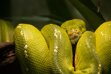 green tree python