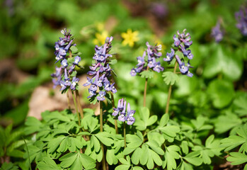 Close-up of purple Corydalis solida flower on spring sunny day. Flowers of fumewort in spring forest