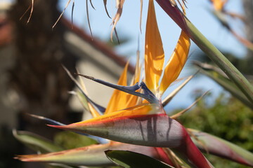 close up of a birds of paradise flower