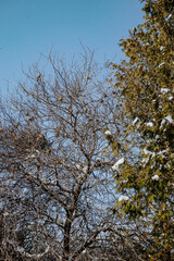 tree covered with birds during winter