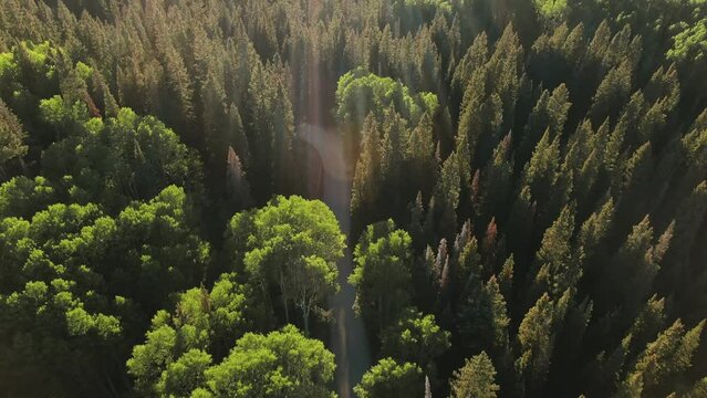 Aerial Drone Flying Over Lovely Countryside Road Surrounded By Beautiful Pine Tree Woods During Sunset.