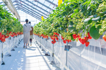 Strawberry farm and people to enjoy.  イチゴ農園と楽しむ人