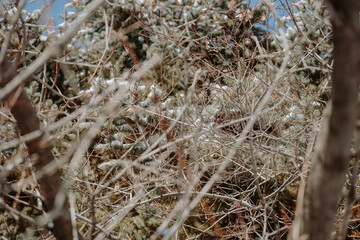 frost covered branches