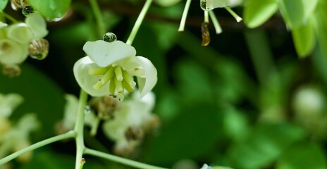 white flower with dew drops (with room for text) spring concept 