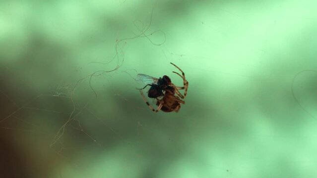 Mosca Siendo capturada y devorada por una ara&ntilde;a en su telara&ntilde;a