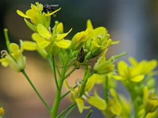 Oxyopes salticus is a species of lynx spider, commonly known as the striped lynx spider, first...