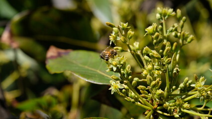 Fototapeta na wymiar bee on a green leaf