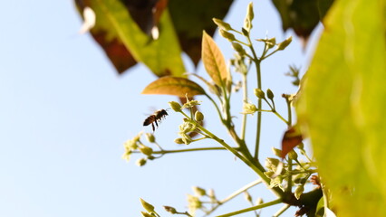 Bee inspecting a blossom