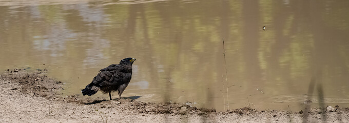 Crested Serpent Eagle, Spilornis cheela, bird drinking in India, looking to a butterfly 
