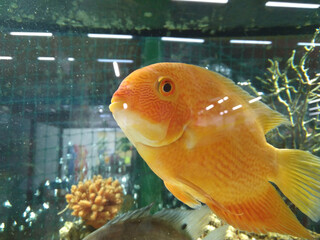 big golden fish in an underwater aquarium in the sea