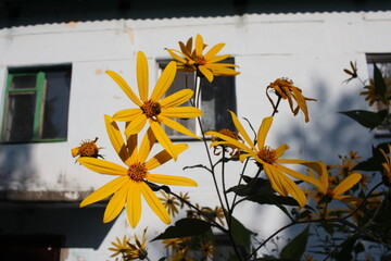 bright yellow flowers at the old house in the garden in summer