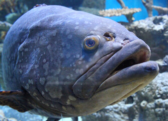 big fish swims in the underwater sea for diving