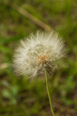 Fototapeta premium dandelion head