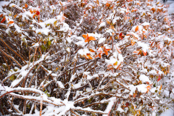 Orange dry leaves growing on a branch covered with ice on a winter day