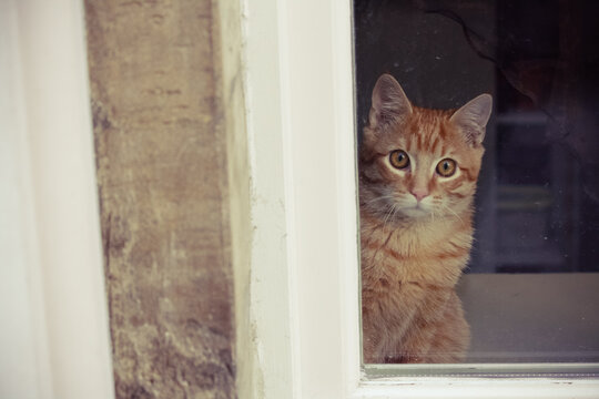 Wide Eyed Cat Sitting On The Window Seal