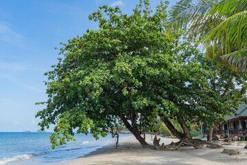 Fototapeta na wymiar Trees growing on the beach by the sea.