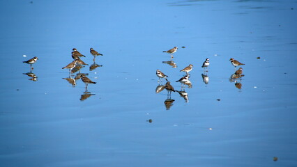 Flock of Semipalmated plovers (Charadrius semipalmatus) on the beach in Canoa, Ecuador