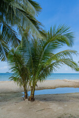 Fototapeta na wymiar Young palm trees grow on the sand by the sea.