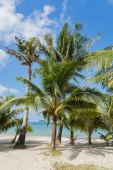 Fototapeta na wymiar Coconut palms growing on the beach near the sea.