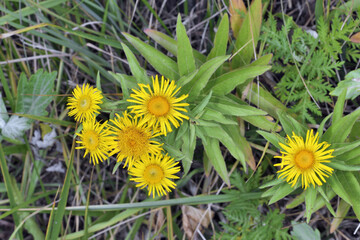 カセンソウ（北海道・知床）
