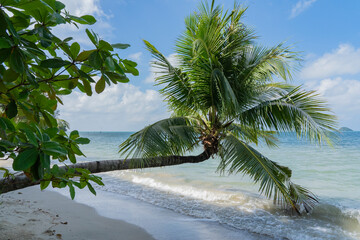The coconut tree leaned over the wave.