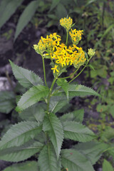 キオン（北海道・知床）
