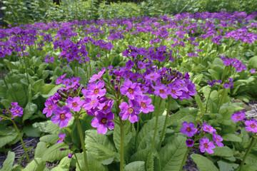 群生するクリンソウ（北海道・白糠町）
